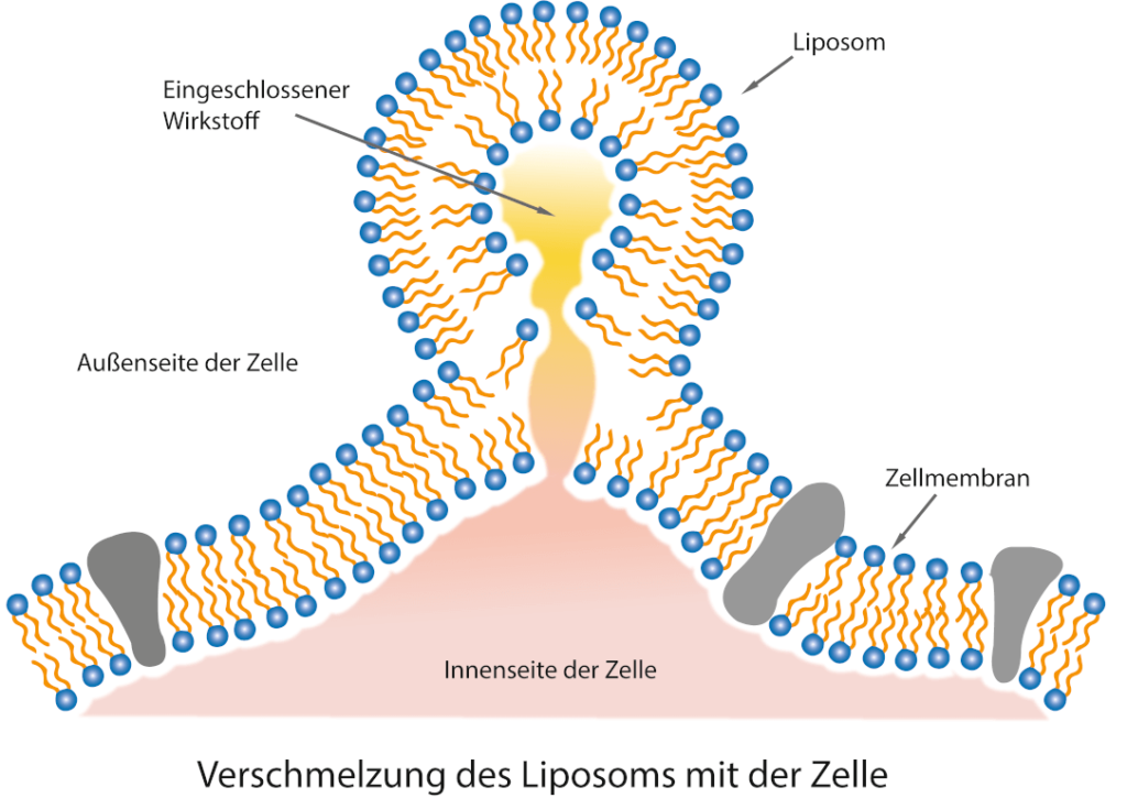 Liposome schützen das Curcumin und schleusen es in die Zielzellen