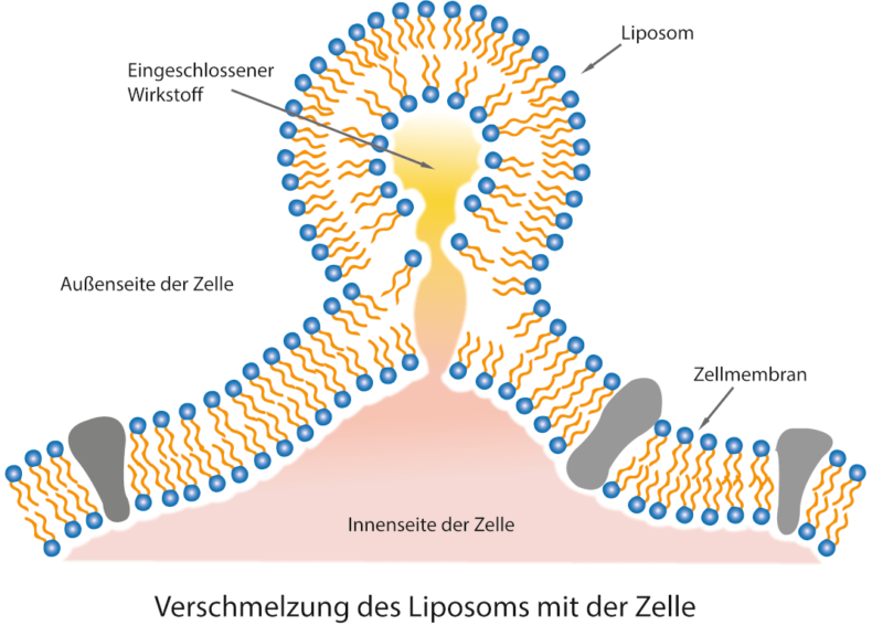 liposom und Zelle Liposome schützen das Curcumin und schleusen es in die Zielzellen